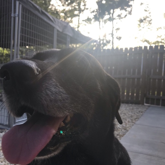 Meet your Posher, Alexis - Picture 1 of 1